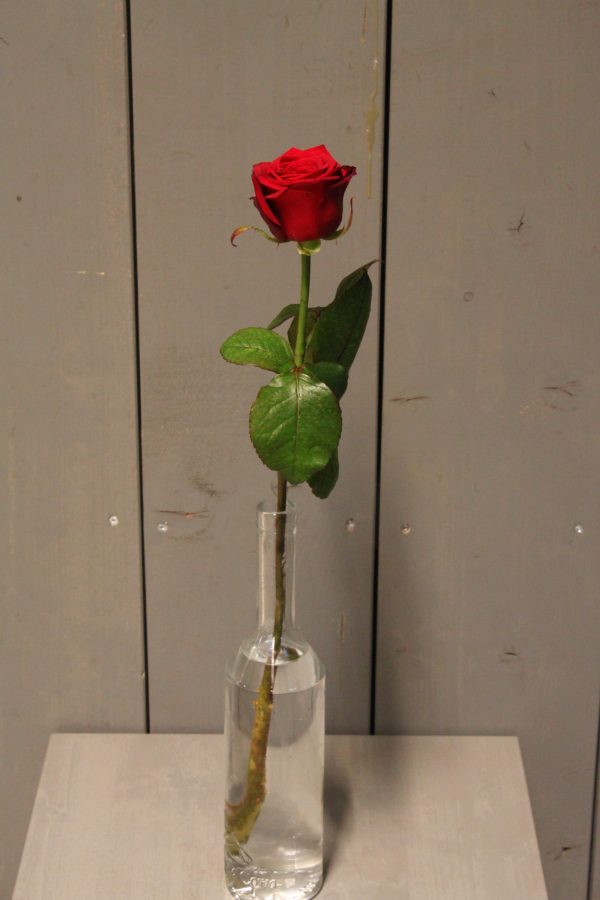 Rose Rot