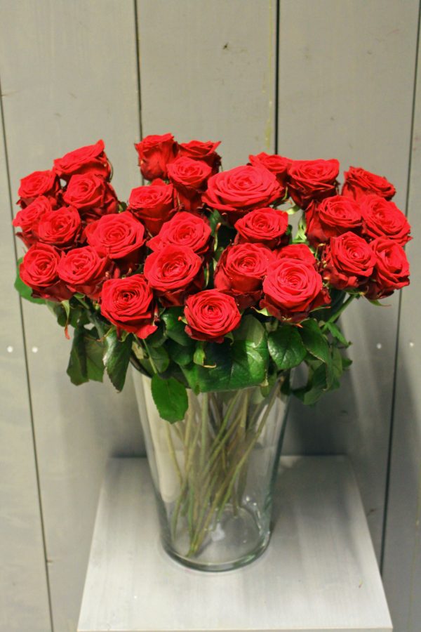 Rose Rot