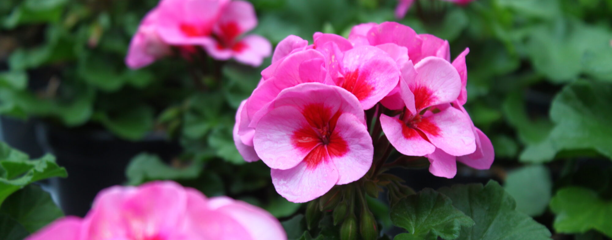Blumenzauber
