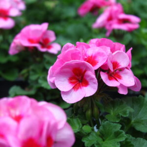 Sommerblumen