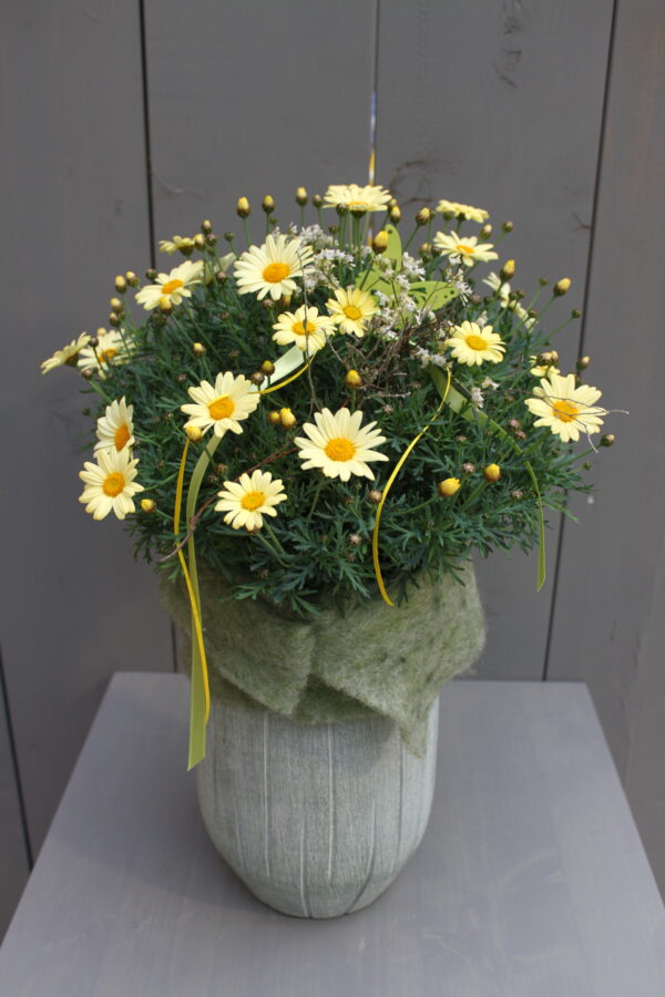 Margerite "Sunny"