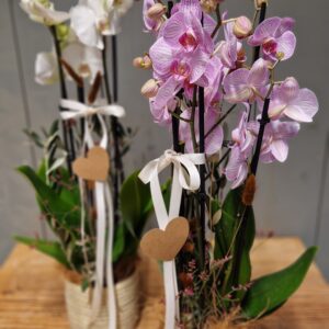 Orchidee "Lovely"