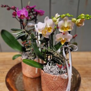 Orchidee "Lovely"
