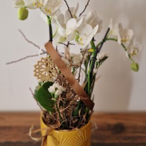 Orchidee "Limone"