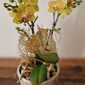 Orchidee "Lola"