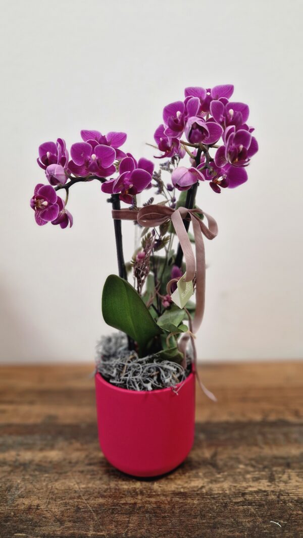 Orchidee " Alles Liebe"