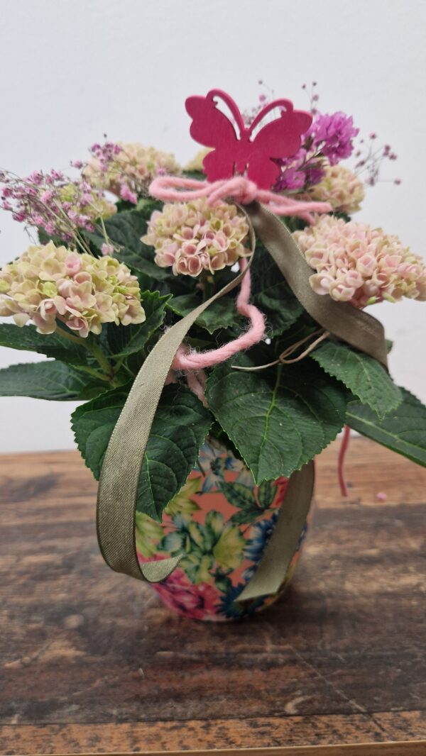 Hortensie "Magical"