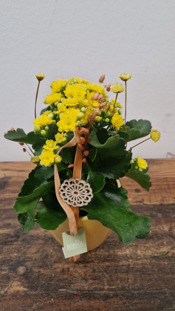 Kalanchoe "Sunny"