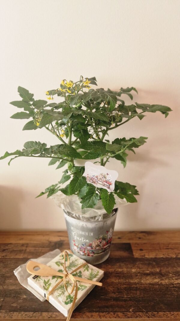 Geschenkset "Tomate"
