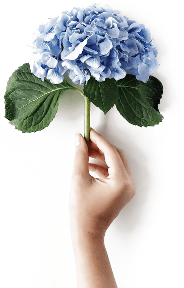 Hand hält blaue Hortensie