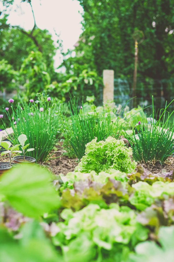 Hochbeet mit Salat und Kräutern