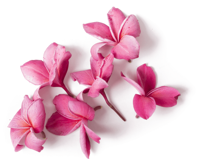 Pinke Blüten liegen zerstreut