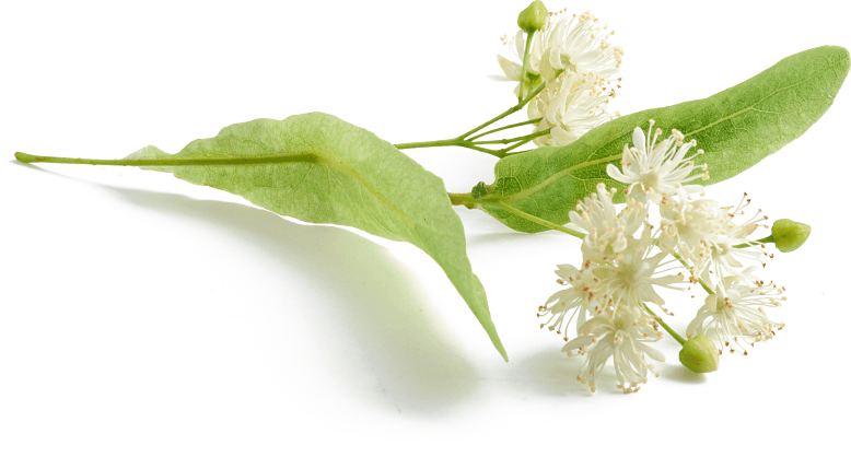 Zarte Blume mit weißen Blüten